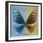 Miss Butterfly Euploea Sq - Blue & Gold-Philippe Hugonnard-Framed Photographic Print