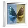 Miss Butterfly Euploea Sq - Blue & Gold-Philippe Hugonnard-Framed Photographic Print