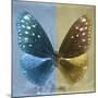 Miss Butterfly Euploea Sq - Blue & Gold-Philippe Hugonnard-Mounted Photographic Print