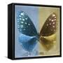 Miss Butterfly Euploea Sq - Blue & Gold-Philippe Hugonnard-Framed Stretched Canvas