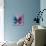 Miss Butterfly Euploea Sq - Blue & Hot Pink-Philippe Hugonnard-Photographic Print displayed on a wall