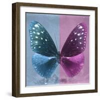 Miss Butterfly Euploea Sq - Blue & Hot Pink-Philippe Hugonnard-Framed Photographic Print