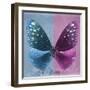 Miss Butterfly Euploea Sq - Blue & Hot Pink-Philippe Hugonnard-Framed Photographic Print