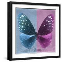 Miss Butterfly Euploea Sq - Blue & Hot Pink-Philippe Hugonnard-Framed Photographic Print