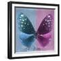 Miss Butterfly Euploea Sq - Blue & Hot Pink-Philippe Hugonnard-Framed Photographic Print