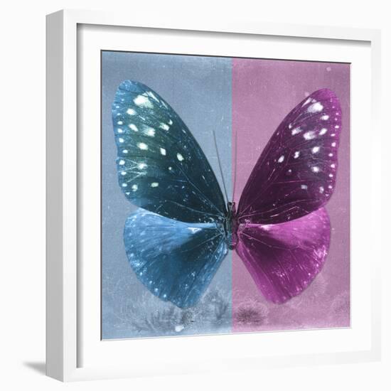 Miss Butterfly Euploea Sq - Blue & Hot Pink-Philippe Hugonnard-Framed Photographic Print