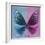 Miss Butterfly Euploea Sq - Blue & Hot Pink-Philippe Hugonnard-Framed Photographic Print