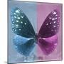 Miss Butterfly Euploea Sq - Blue & Hot Pink-Philippe Hugonnard-Mounted Photographic Print