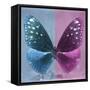 Miss Butterfly Euploea Sq - Blue & Hot Pink-Philippe Hugonnard-Framed Stretched Canvas