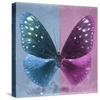 Miss Butterfly Euploea Sq - Blue & Hot Pink-Philippe Hugonnard-Stretched Canvas