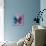 Miss Butterfly Euploea Sq - Blue & Hot Pink-Philippe Hugonnard-Stretched Canvas displayed on a wall