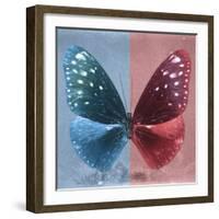 Miss Butterfly Euploea Sq - Blue & Red-Philippe Hugonnard-Framed Photographic Print