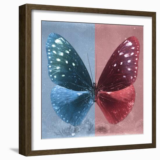 Miss Butterfly Euploea Sq - Blue & Red-Philippe Hugonnard-Framed Photographic Print