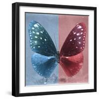 Miss Butterfly Euploea Sq - Blue & Red-Philippe Hugonnard-Framed Photographic Print