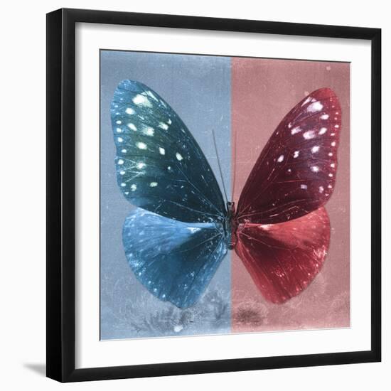 Miss Butterfly Euploea Sq - Blue & Red-Philippe Hugonnard-Framed Photographic Print