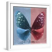 Miss Butterfly Euploea Sq - Blue & Red-Philippe Hugonnard-Framed Photographic Print