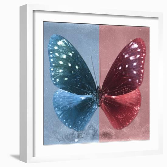 Miss Butterfly Euploea Sq - Blue & Red-Philippe Hugonnard-Framed Photographic Print