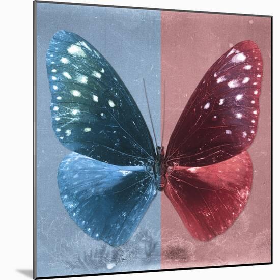 Miss Butterfly Euploea Sq - Blue & Red-Philippe Hugonnard-Mounted Photographic Print