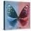 Miss Butterfly Euploea Sq - Blue & Red-Philippe Hugonnard-Stretched Canvas