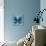 Miss Butterfly Euploea Sq - Blue-Philippe Hugonnard-Photographic Print displayed on a wall