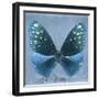 Miss Butterfly Euploea Sq - Blue-Philippe Hugonnard-Framed Photographic Print