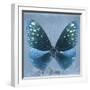 Miss Butterfly Euploea Sq - Blue-Philippe Hugonnard-Framed Photographic Print