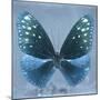 Miss Butterfly Euploea Sq - Blue-Philippe Hugonnard-Mounted Photographic Print