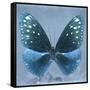 Miss Butterfly Euploea Sq - Blue-Philippe Hugonnard-Framed Stretched Canvas