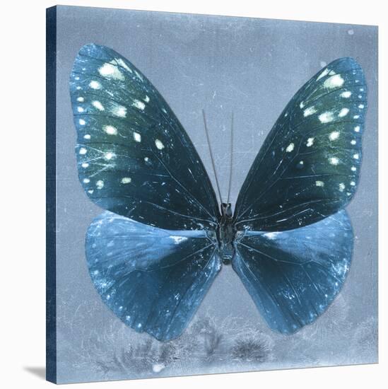 Miss Butterfly Euploea Sq - Blue-Philippe Hugonnard-Stretched Canvas