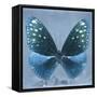 Miss Butterfly Euploea Sq - Blue-Philippe Hugonnard-Framed Stretched Canvas