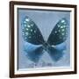 Miss Butterfly Euploea Sq - Blue-Philippe Hugonnard-Framed Photographic Print