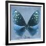 Miss Butterfly Euploea Sq - Blue-Philippe Hugonnard-Framed Photographic Print