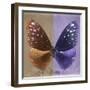 Miss Butterfly Euploea Sq - Caramel & Purple-Philippe Hugonnard-Framed Photographic Print