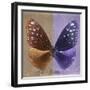 Miss Butterfly Euploea Sq - Caramel & Purple-Philippe Hugonnard-Framed Photographic Print