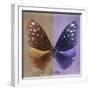 Miss Butterfly Euploea Sq - Caramel & Purple-Philippe Hugonnard-Framed Photographic Print