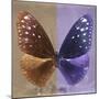 Miss Butterfly Euploea Sq - Caramel & Purple-Philippe Hugonnard-Mounted Photographic Print