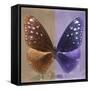 Miss Butterfly Euploea Sq - Caramel & Purple-Philippe Hugonnard-Framed Stretched Canvas