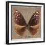 Miss Butterfly Euploea Sq - Caramel-Philippe Hugonnard-Framed Photographic Print