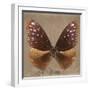 Miss Butterfly Euploea Sq - Caramel-Philippe Hugonnard-Framed Photographic Print