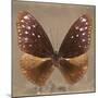 Miss Butterfly Euploea Sq - Caramel-Philippe Hugonnard-Mounted Photographic Print