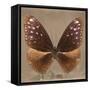 Miss Butterfly Euploea Sq - Caramel-Philippe Hugonnard-Framed Stretched Canvas