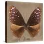 Miss Butterfly Euploea Sq - Caramel-Philippe Hugonnard-Stretched Canvas