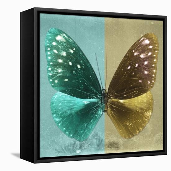 Miss Butterfly Euploea Sq - Coral Green & Gold-Philippe Hugonnard-Framed Stretched Canvas