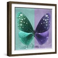 Miss Butterfly Euploea Sq - Coral Green & Purple-Philippe Hugonnard-Framed Photographic Print