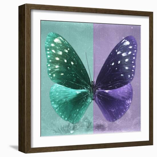 Miss Butterfly Euploea Sq - Coral Green & Purple-Philippe Hugonnard-Framed Photographic Print