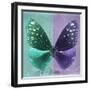 Miss Butterfly Euploea Sq - Coral Green & Purple-Philippe Hugonnard-Framed Photographic Print