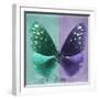 Miss Butterfly Euploea Sq - Coral Green & Purple-Philippe Hugonnard-Framed Photographic Print