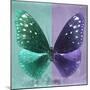 Miss Butterfly Euploea Sq - Coral Green & Purple-Philippe Hugonnard-Mounted Photographic Print