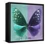 Miss Butterfly Euploea Sq - Coral Green & Purple-Philippe Hugonnard-Framed Stretched Canvas