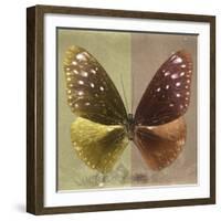 Miss Butterfly Euploea Sq - Gold & Caramel-Philippe Hugonnard-Framed Photographic Print
